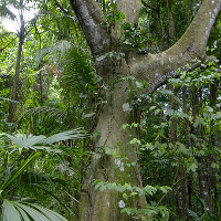 Selva Tayrona